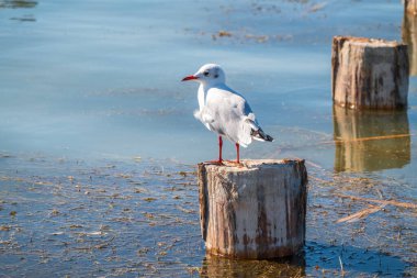 Bir martı eski bir deniz iskelesinde oturur. Avrupa ringa martısı, Larus Argentatus