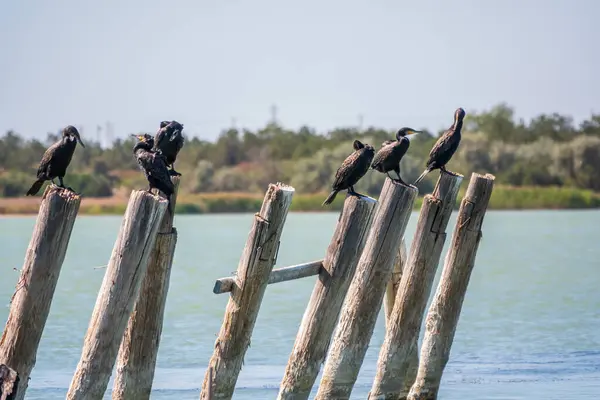 Branco Cormorani Siede Vecchio Molo Marino Grande Cormorano Phalacrocorax Carbo — Foto Stock