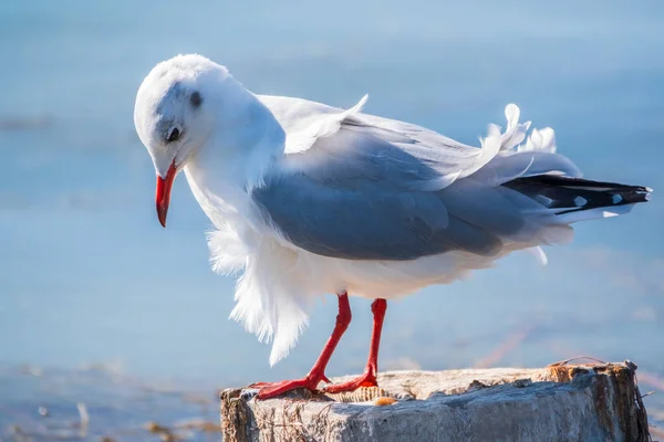 Jeden Racek Sedí Starém Mořském Molu Racek Obecný Larus Argentatus — Stock fotografie