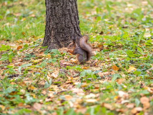 Σκίουρος Φθινόπωρο Πράσινο Γρασίδι Πεσμένα Κίτρινα Φύλλα — Φωτογραφία Αρχείου