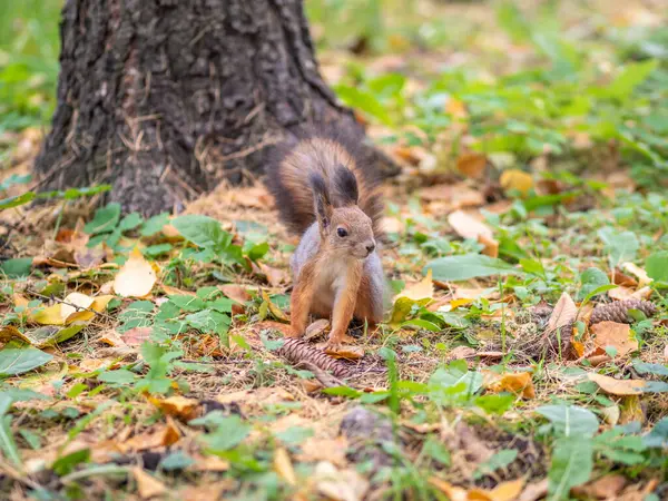 Écureuil Automne Sur Herbe Verte Aux Feuilles Jaunes Tombées — Photo