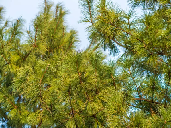 Κέδρος Κλαδιά Μεγάλες Αφράτες Βελόνες Ένα Όμορφο Θολό Φόντο Pinus — Φωτογραφία Αρχείου