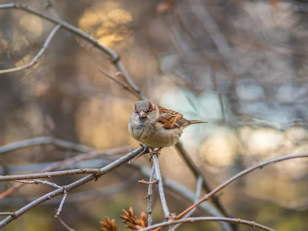 麻雀坐在有黄色秋天背景的树枝上 家养过客 栖息在一棵树上 美丽的褐色鸟的肖像 秋季自然背景 — 图库照片