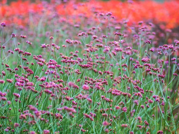 Verbena Bonariensis Flowers Argentinian Vervain Purpletop Vervain Clustertop Vervain Tall — стоковое фото