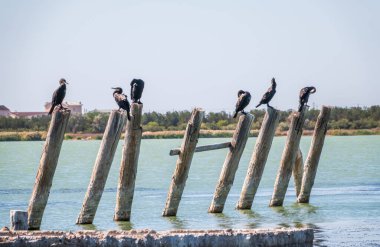 Eski bir deniz iskelesinde bir karabatak sürüsü oturuyor. Büyük karabatak, Phalacrocorax karbonhidrat, büyük siyah karabatak, ya da siyah sevişme olarak bilinir..
