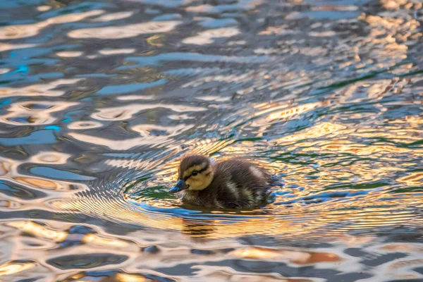 Küçük Şirin Ördek Yavrusu Gölde Nehirde Sakin Suyla Tek Başına — Stok fotoğraf
