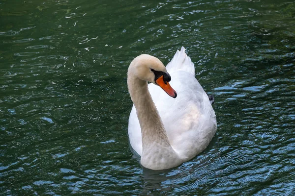 Elegante Cisne Blanco Nadando Lago Con Agua Verde Oscura Cisne —  Fotos de Stock