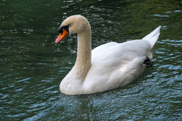 Graciös Vit Svan Som Simmar Sjö Med Mörkgrönt Vatten Den — Stockfoto