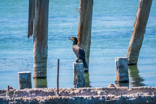 Schwarzkormoran Sitzt Auf Einer Alten Seebrücke Der Große Kormoran Phalacrocorax — Stockfoto