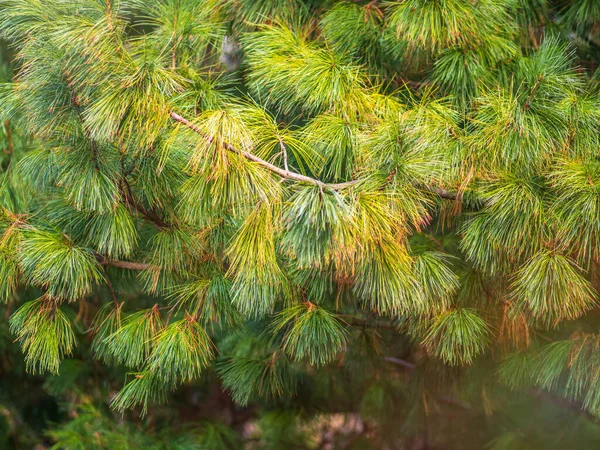 Cédruságak Hosszú Bolyhos Tűkkel Gyönyörű Homályos Háttérrel Pinus Sibirica Vagy — Stock Fotó