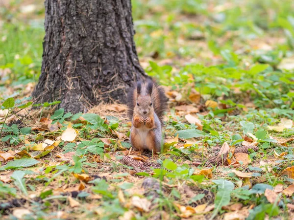 Écureuil Automne Sur Herbe Verte Aux Feuilles Jaunes Tombées — Photo