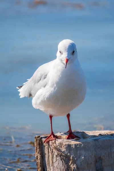 Una Gaviota Sienta Viejo Muelle Marino Gaviota Arenque Europea Larus — Foto de Stock