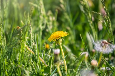 Sarı karahindiba tarlası. Yaz karahindiba tarlası. Taraxacum officinale, sıradan karahindiba.