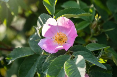 Çiçek açan gül çiçeği, çalıların üzerinde güzel pembe bir çiçek. Çiçek açan yeşilliğin güzel doğal arka planı. Doğanın doğal güzelliği. Gül goncasına seçici odaklanma.