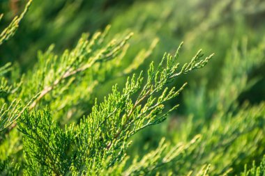 İlkbaharda Thuja dalları. Gün batımında taze thuja dalları. Bahar arkaplanı.