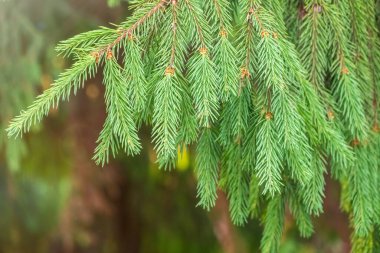 Baharda filizlenmiş fidan dalları. Baharda genç yeşil ladin filizleri. Yeşil arka planda ladin dalları. Bahar ormanlarında dalda yetişen köknar ağacı filizleri.