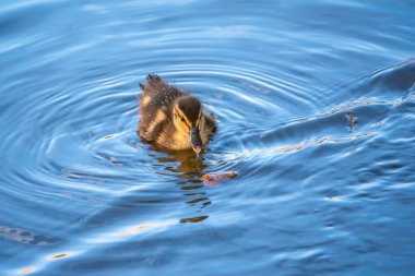 Küçük şirin ördek yavrusu gölde ya da nehirde sakin suyla tek başına yüzüyor. Tarım, tarım. Mutlu ördek. Sevimli ve esprili