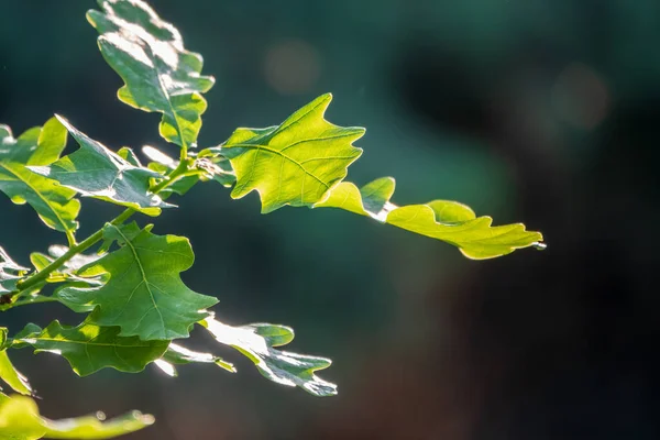 Green oak leaves on a natural blurred background. Fresh and young oak leaves in springtime
