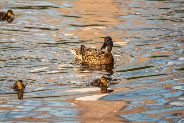 Een Eendenfamilie Een Eend Zijn Eendjes Zwemmen Het Water Eend — Stockfoto