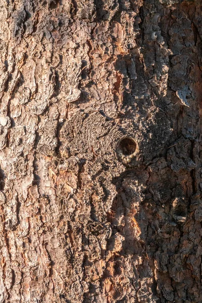 Blaf Van Dennenbomen Textuur Van Sparren Schors Naadloze Boomschors Achtergrond — Stockfoto