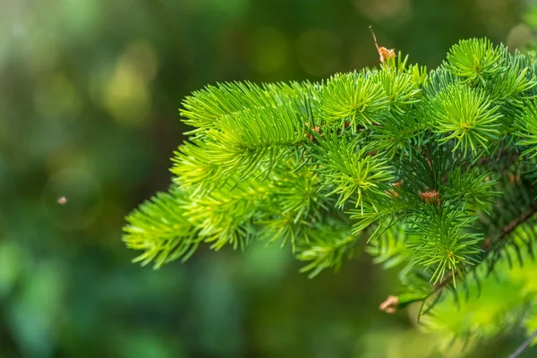 Varen Takken Met Verse Scheuten Het Voorjaar Jonge Groene Sparren — Stockfoto