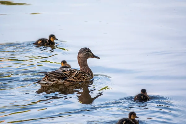 Bir ördek ailesi, bir ördek ve küçük ördekleri suda yüzüyorlar. Ördek yeni doğan ördek yavrularıyla ilgilenir. Ördek yavruları hep birlikte. Mallard, lat. Anas platyrhynchos