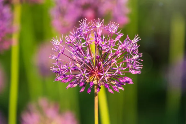 Közelkép Rózsás Hagyma Allium Rosenbachianum Virágzásáról Tavasszal Vagy Nyáron Kertben — Stock Fotó