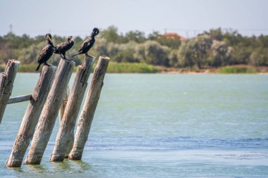 Eski bir deniz iskelesinde bir karabatak sürüsü oturuyor. Büyük karabatak, Phalacrocorax karbonhidrat, büyük siyah karabatak, ya da siyah sevişme olarak bilinir..
