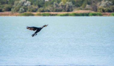 Kara Karabatak denizin üzerinde uçuyor. Büyük karabatak, Phalacrocorax karbonhidrat, büyük siyah karabatak, ya da siyah sevişme olarak bilinir..