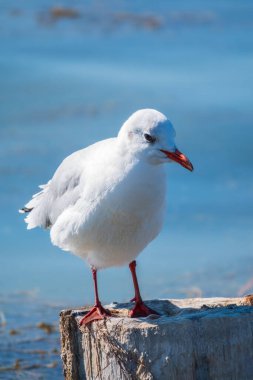 Bir martı eski bir deniz iskelesinde oturur. Avrupa ringa martısı, Larus Argentatus