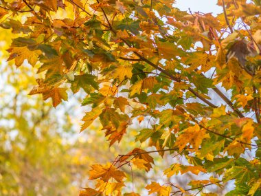 Sonbaharda, günbatımının ışığında, sarı yapraklı akçaağaç dalları. Kuru sonbahar yaprakları arka plan, altın akçaağaç yaprakları, parlak sarı güneş ışığı, sonbahar parkı, mevsimler değişir, sonbahar doğası değişir