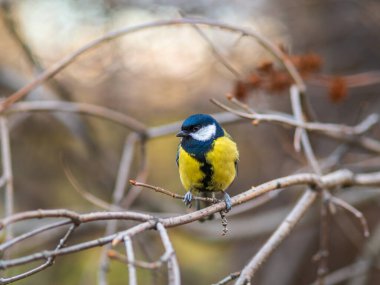 Cute bird Great tit, songbird sitting on a branch without leaves in the autumn or winter. Parus major