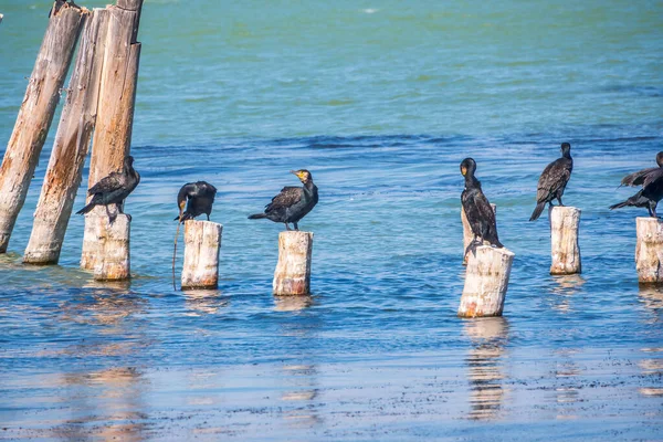 Stado Kormoranów Siedzi Starym Molo Morskim Wielki Kormoran Phalacrocorax Carbo — Zdjęcie stockowe