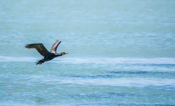 Cormoran Noir Survolant Mer Grand Cormoran Phalacrocorax Carbo Connu Comme — Photo