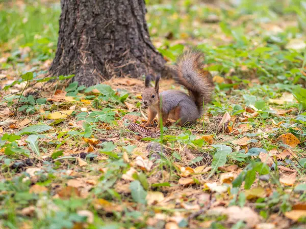 Wiewiórka Jesienią Zielony Trawa Upadły Żółty Liść — Zdjęcie stockowe