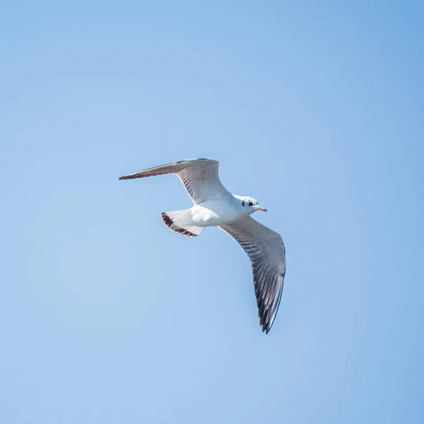 Sea gull in the clear blue sky. The European herring gull, Larus argentatus, flying in blue clear sky background,