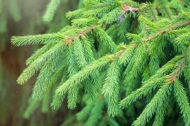 Baharda filizlenmiş fidan dalları. Baharda genç yeşil ladin filizleri. Yeşil arka planda ladin dalları. Bahar ormanlarında dalda yetişen köknar ağacı filizleri.
