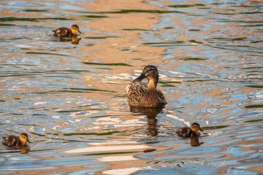 Bir ördek ailesi, bir ördek ve küçük ördekleri suda yüzüyorlar. Ördek yeni doğan ördek yavrularıyla ilgilenir. Ördek yavruları hep birlikte. Mallard, lat. Anas platyrhynchos