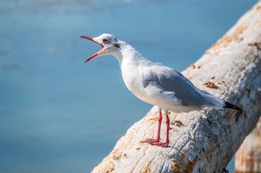 Bir martı eski bir deniz iskelesinde oturur. Avrupa ringa martısı, Larus Argentatus