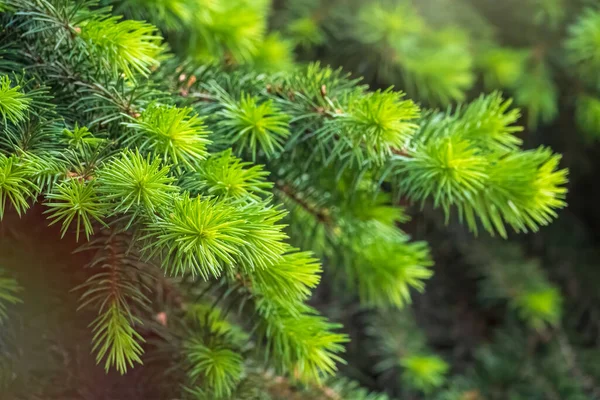 Gałęzie Jodłowe Świeżymi Pędami Wiosną Młode Zielone Pędy Świerku Wiosną — Zdjęcie stockowe