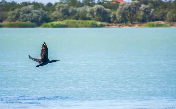 Kara Karabatak denizin üzerinde uçuyor. Büyük karabatak, Phalacrocorax karbonhidrat, büyük siyah karabatak, ya da siyah sevişme olarak bilinir..