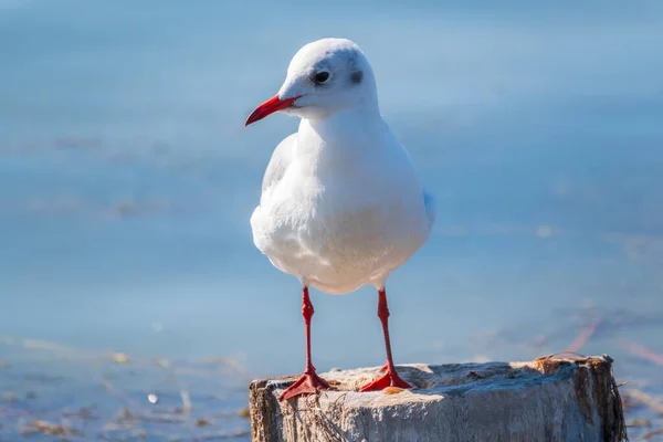 Uma Gaivota Senta Num Velho Cais Marítimo Gaivota Arenque Europeia — Fotografia de Stock