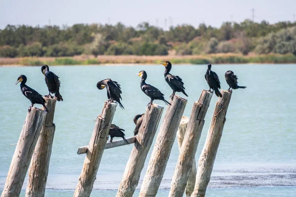 Una Bandada Cormoranes Sienta Viejo Muelle Marino Gran Cormorán Phalacrocorax — Foto de Stock