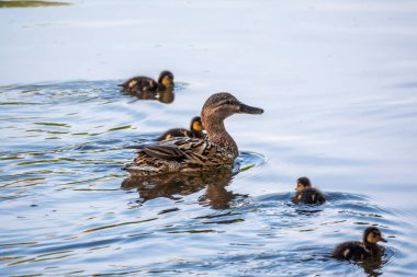 Bir ördek ailesi, bir ördek ve küçük ördekleri suda yüzüyorlar. Ördek yeni doğan ördek yavrularıyla ilgilenir. Ördek yavruları hep birlikte. Mallard, lat. Anas platyrhynchos