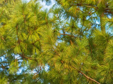 Sedir dalları ve güzel bulanık bir arka planı olan uzun tüylü iğneler. Pinus sibirica ya da Sibirya çamı. Uzun ve ince iğneli çam dalı. Çam ağacı yumuşak ve kabarık görünüyor..