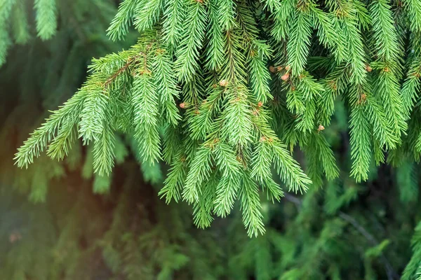 Ramas Abeto Con Brotes Frescos Primavera Brotes Verdes Jóvenes Abeto — Foto de Stock