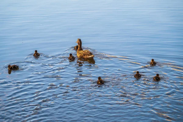 Una Familia Patos Pato Sus Patitos Nadan Agua Pato Cuida — Foto de Stock