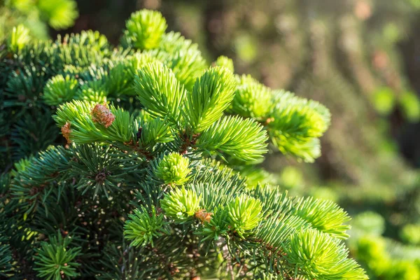 Varen Takken Met Verse Scheuten Het Voorjaar Jonge Groene Sparren — Stockfoto