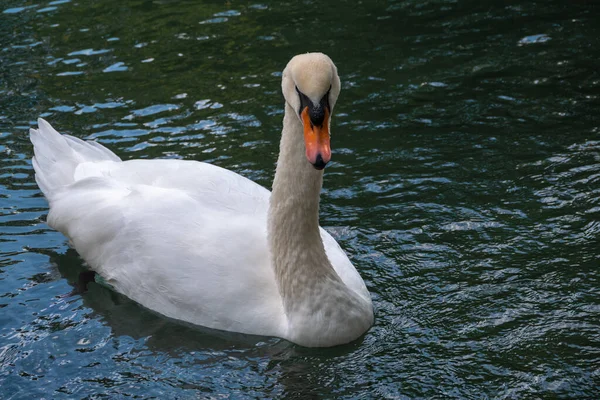 Elegante Cisne Blanco Nadando Lago Con Agua Verde Oscura Cisne —  Fotos de Stock