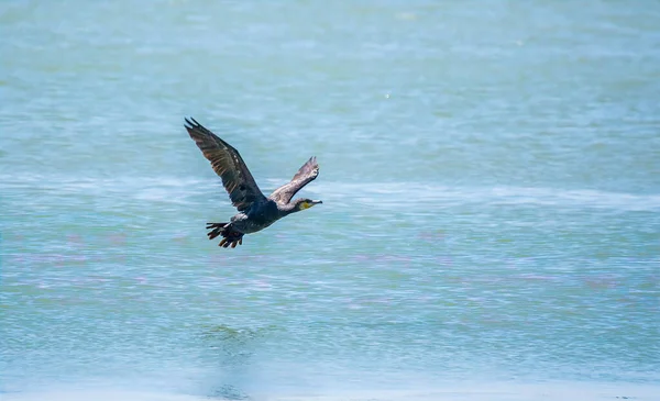 Corvo Marinho Negro Voar Sobre Mar Grande Corvo Marinho Phalacrocorax — Fotografia de Stock